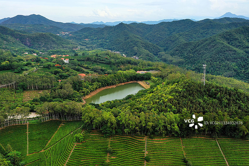 广东省梅州市梅县区雁南飞茶田景区航拍图片素材
