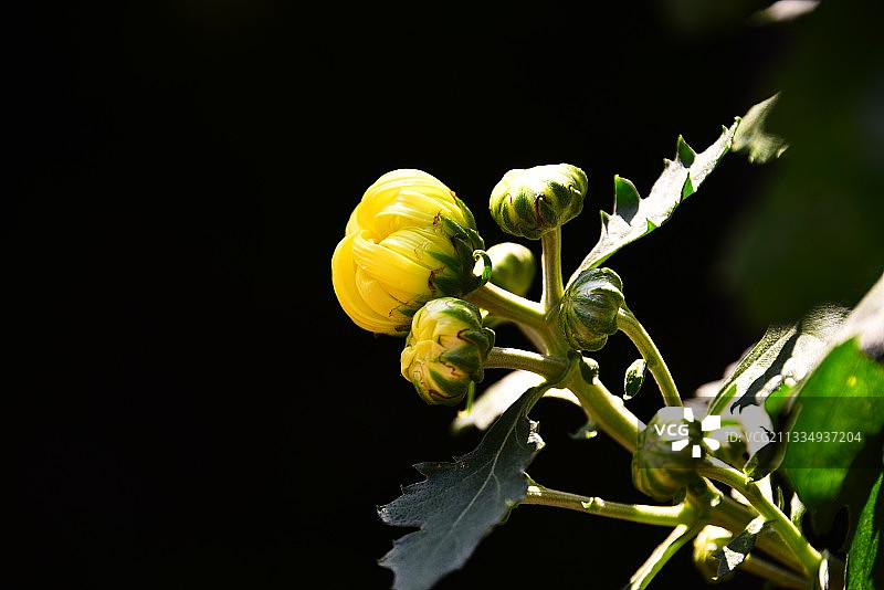 黄花岗烈士陵园一束含苞待放的小黄花菊静静的守望着……图片素材