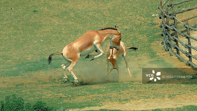 打斗的野马图片素材