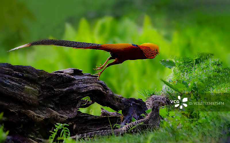 红腹锦鸡图片素材