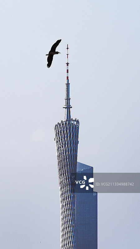 苍鹭-飞向广州塔图片素材