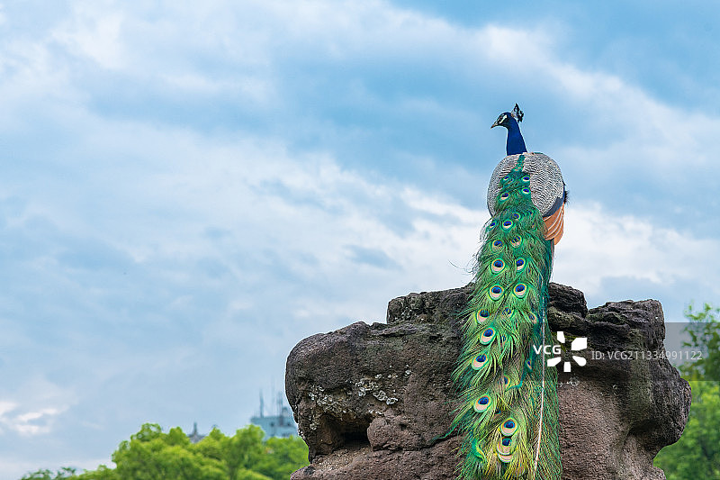吉祥的孔雀图片素材