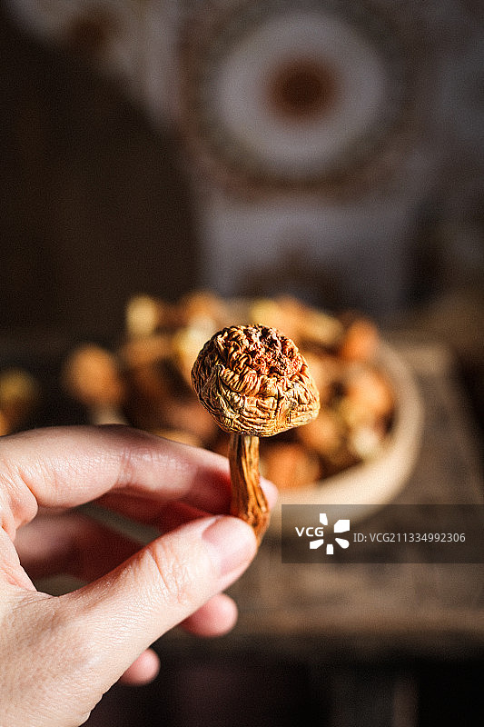 姬松茸图片素材