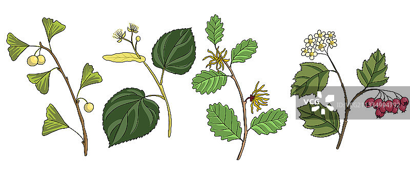 树枝树木图片素材