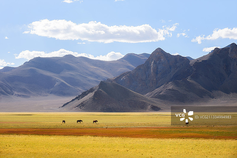 西藏阿里班公错湿地图片素材