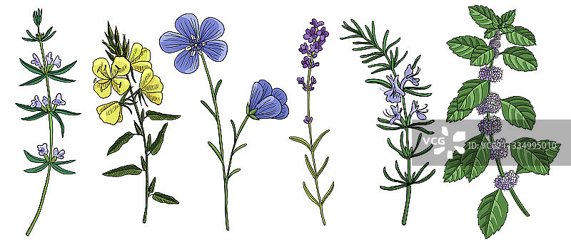 迷迭香绘画图片素材