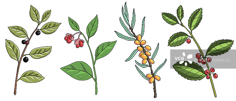 瓦胡鱼绘画图片素材