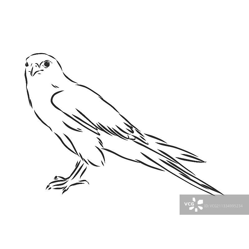 黑白素描鸟类纹身图案图片素材