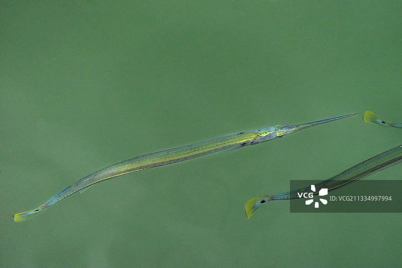 针工鱼图片素材