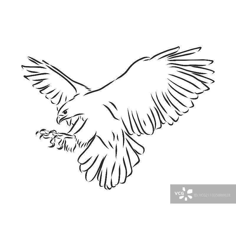 黑白素描鸟类纹身图案图片素材