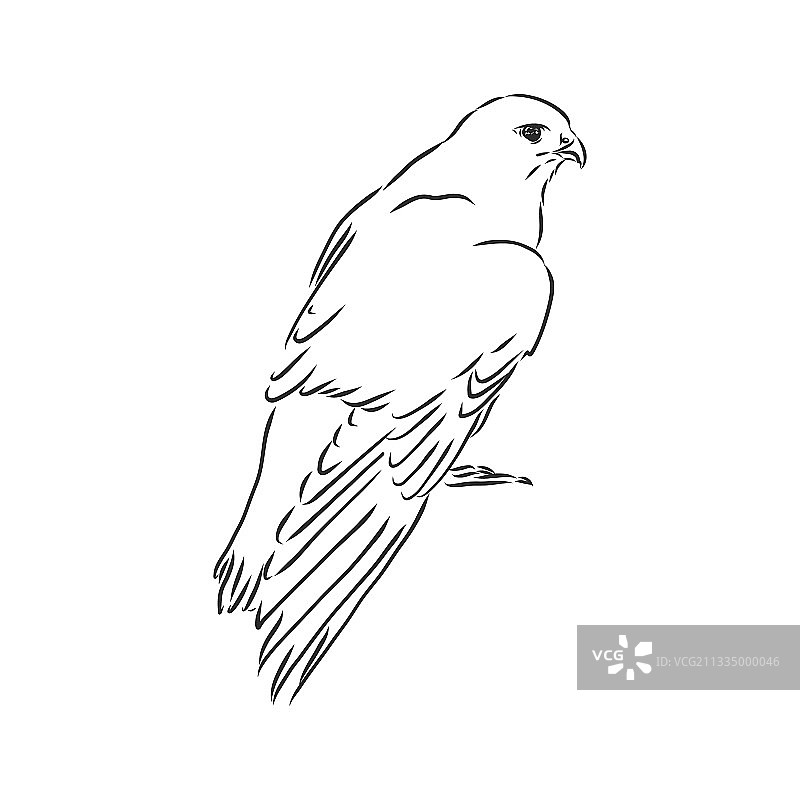 黑白素描鸟类纹身图案图片素材