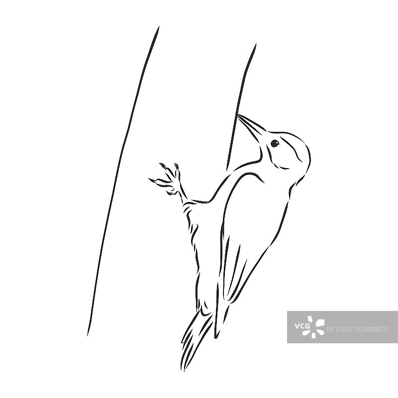 手绘线性墨水草图a图片素材