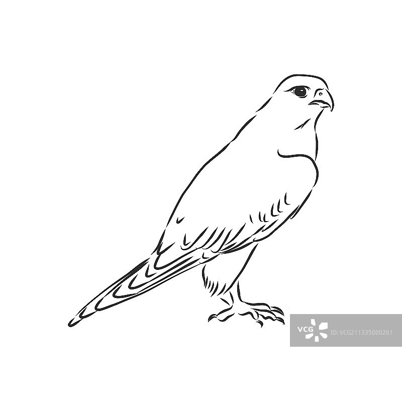 黑白素描鸟类手绘稿图片素材