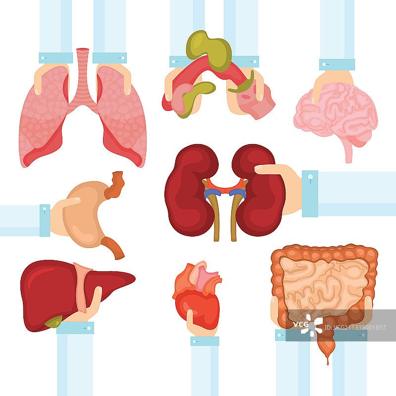 国家器官捐献日图片素材