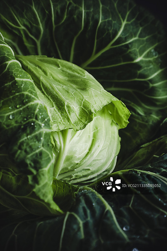 日本神奈川县湘南蔬菜卷心菜图片素材