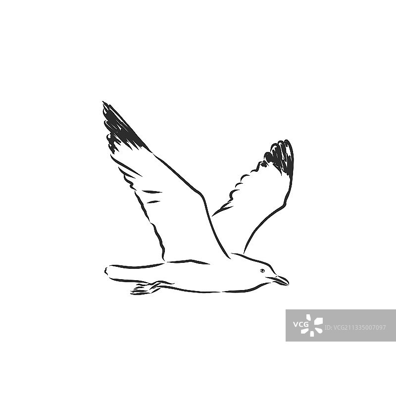 海鸥鸟类动物素描雕刻图片素材