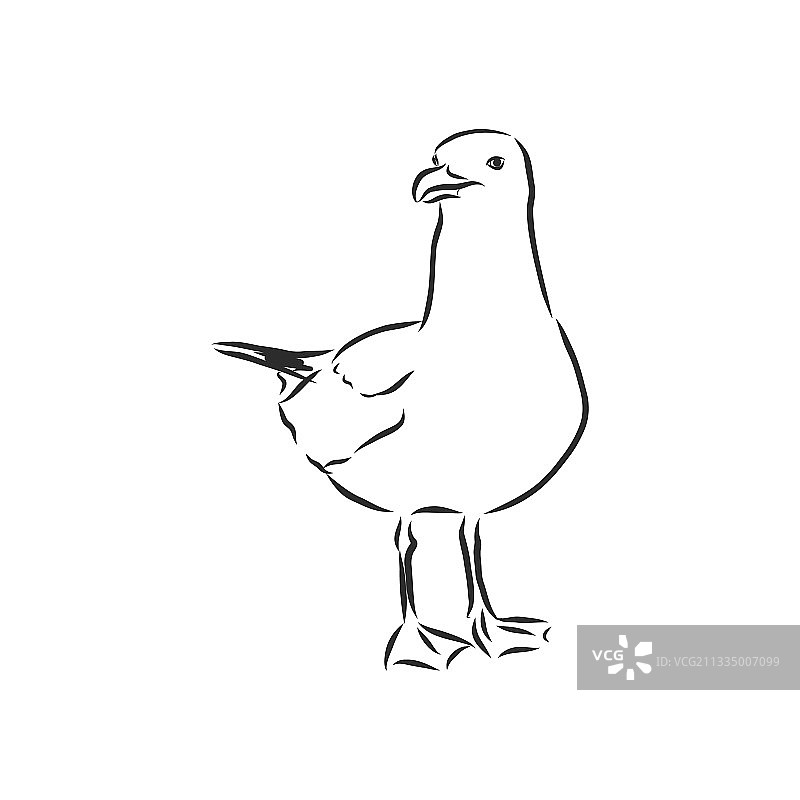 海鸥鸟类动物素描雕刻图片素材