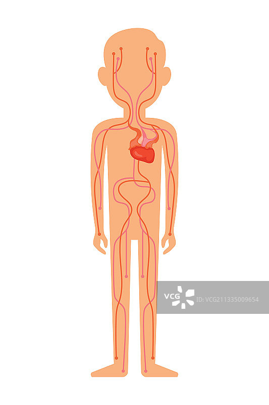 人体循环系统图片素材