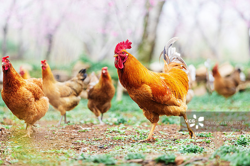 大公鸡图片素材