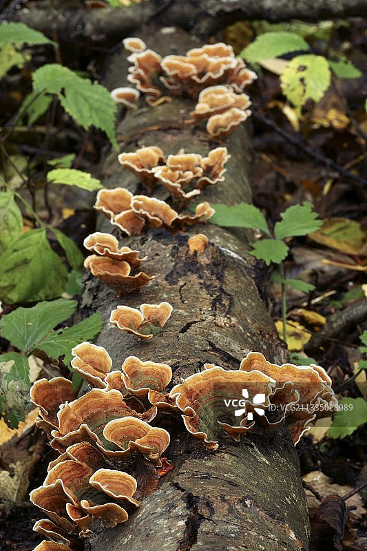 黄色帘状壳菌图片素材