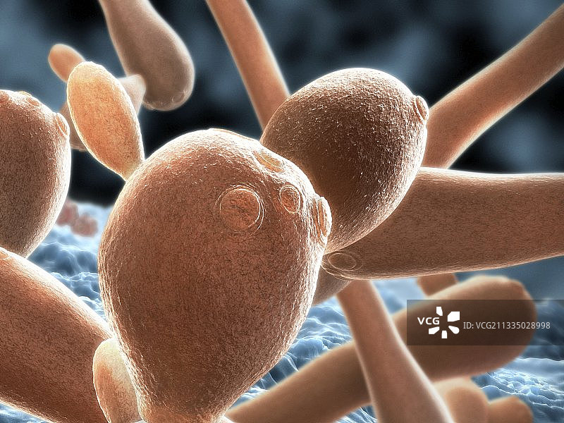 白色念珠菌繁殖艺术图图片素材