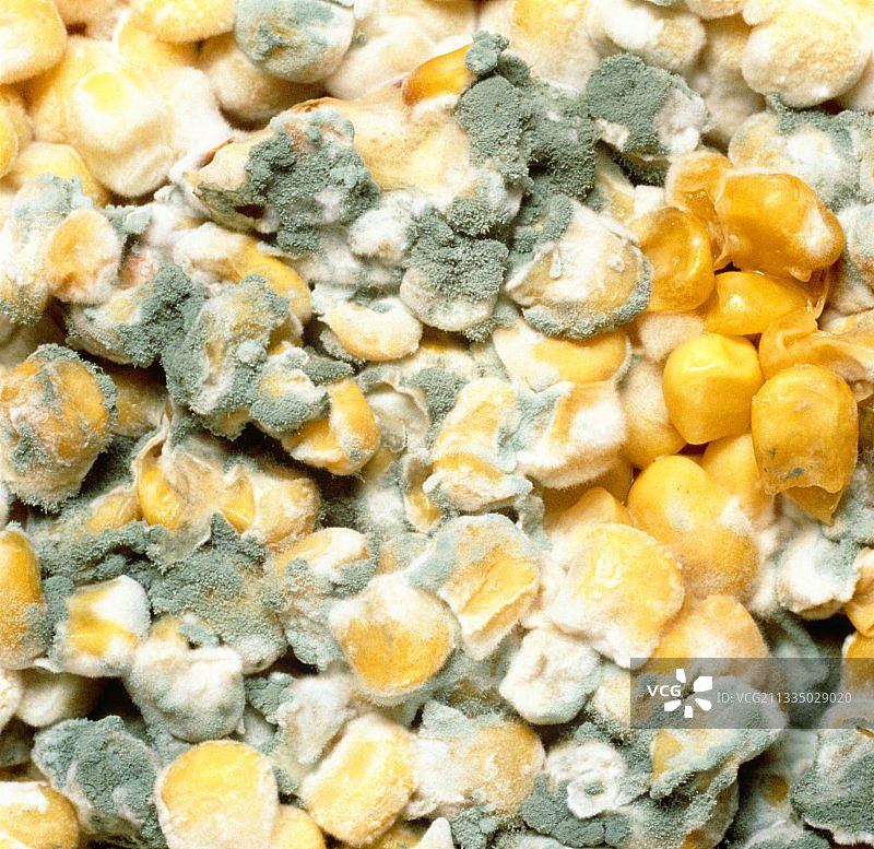 发霉的罐装甜玉米图片素材