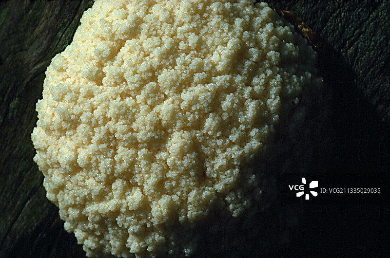 形成孢子的黏菌图片素材