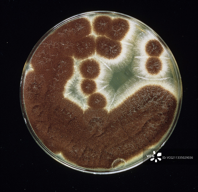 从耳拭子中提取的黑曲霉培养图片素材