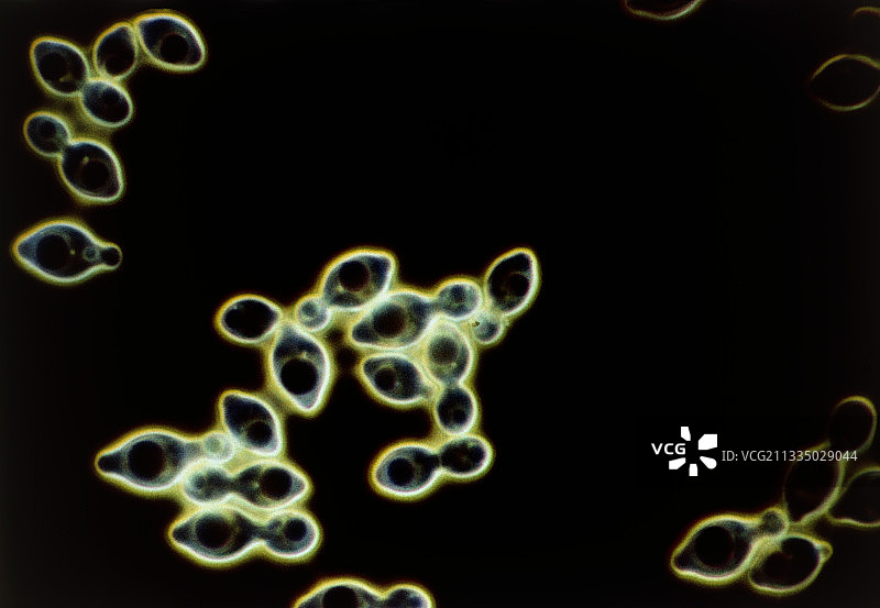 分裂的酵母细胞，汉逊氏酵母图片素材