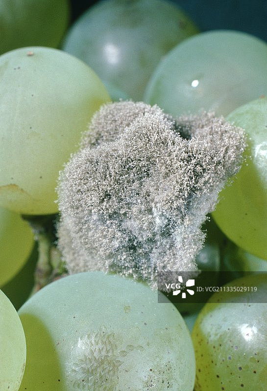 葡萄上的灰霉病菌图片素材