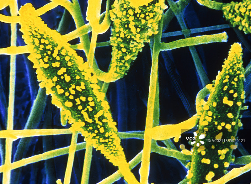 皮肤癣菌，小孢子菌图片素材