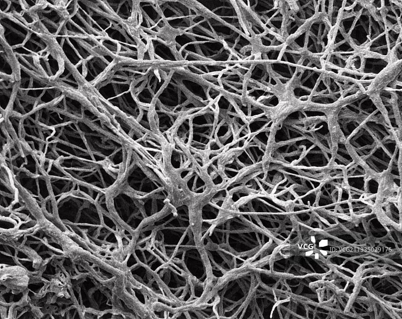 梅尔伯里奶酪白皮上的真菌图片素材