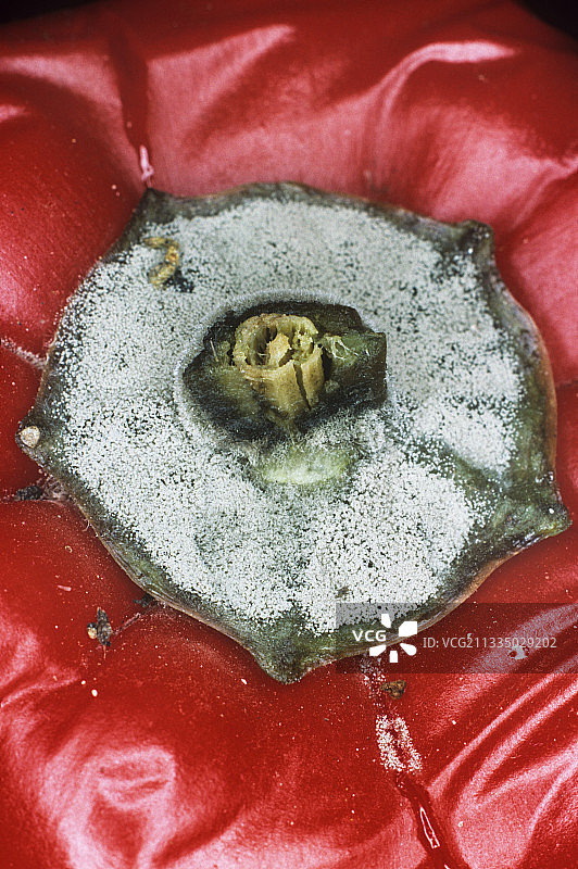 发霉的胡椒图片素材