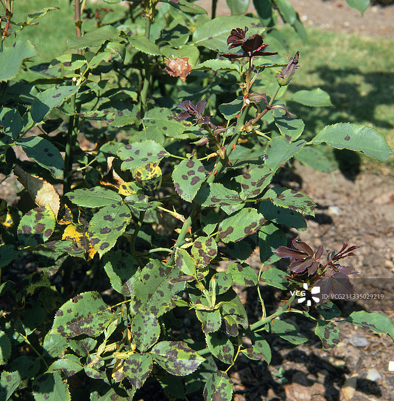 患有黑斑病的玫瑰灌木图片素材