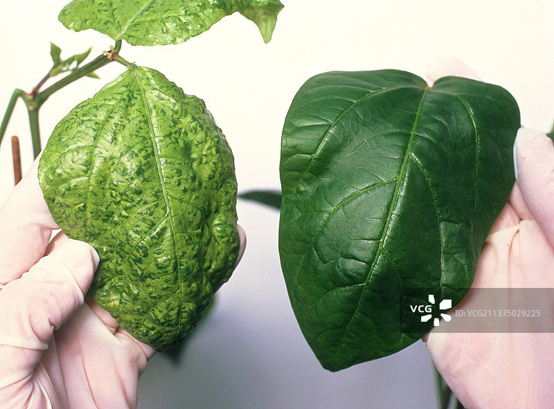 感染病毒的豇豆叶图片素材