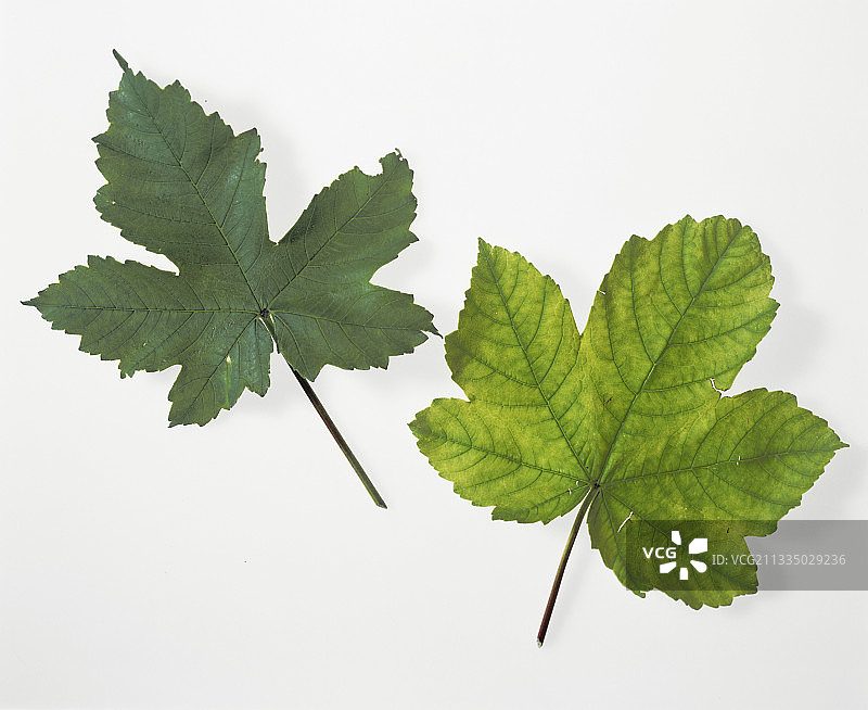 叶子叶绿素缺乏图片素材