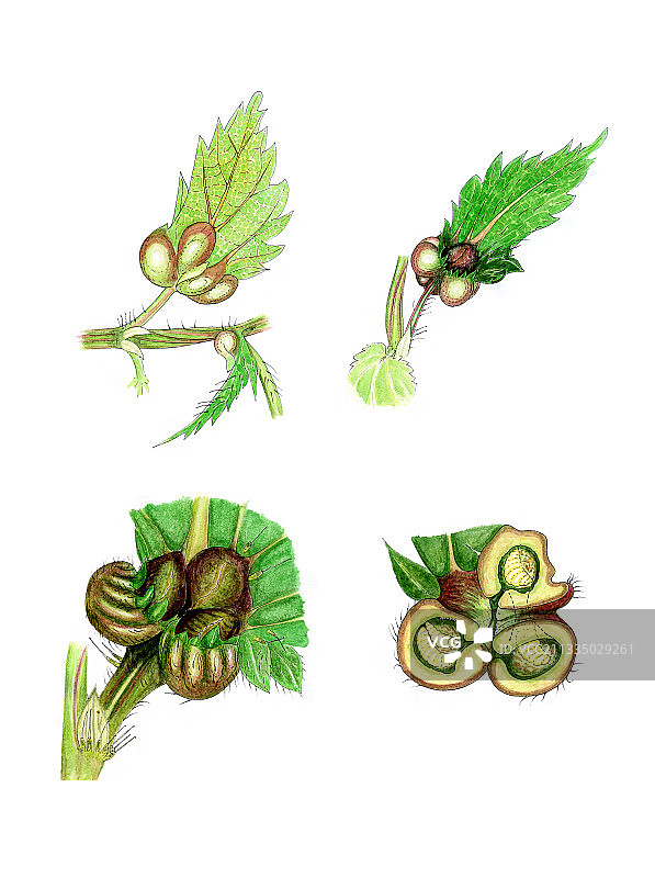 荨麻叶瘿图片素材