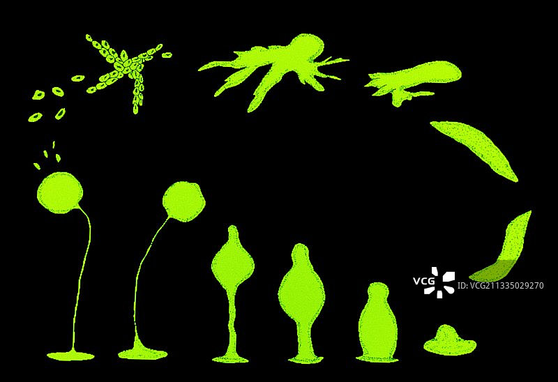 黏菌的生命周期艺术图片素材