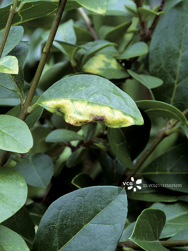女贞蚜虫图片素材