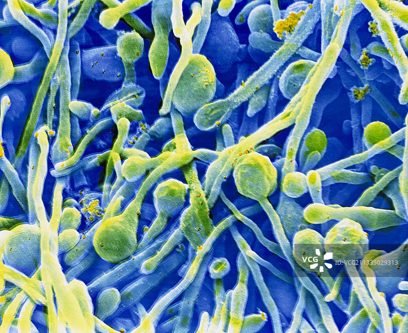 皮炎芽生菌真菌的假彩色扫描电镜图片素材