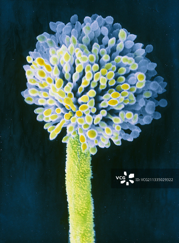 黄曲霉菌图片素材