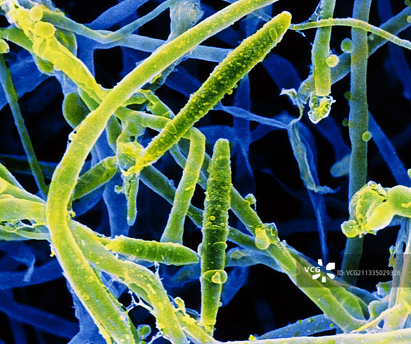 Microsporum persicolor真菌图片素材