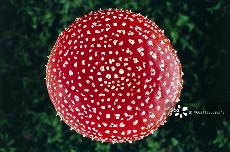 毒蝇伞菌菇的菌盖图片素材