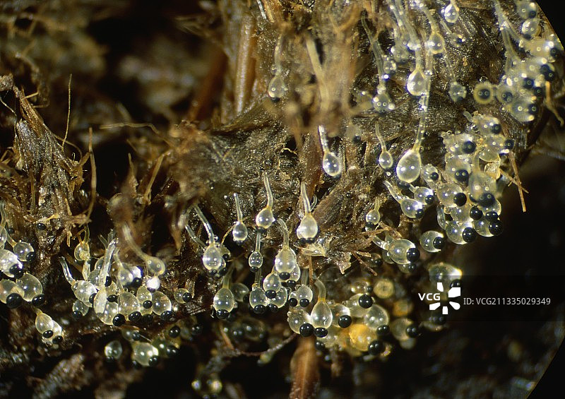 Pilobolus sp. 的孢子囊柄照片图片素材