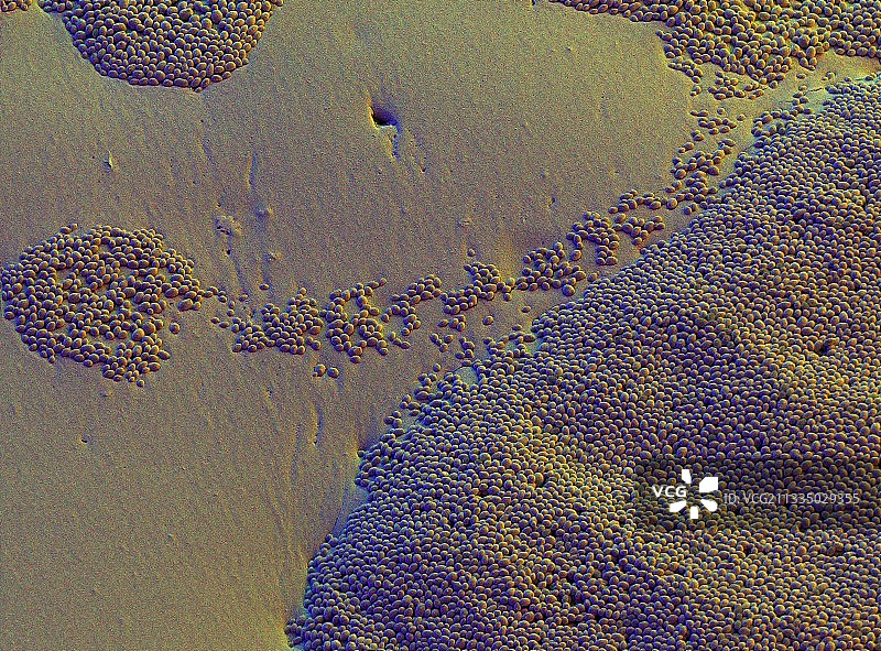 酿酒酵母图片素材