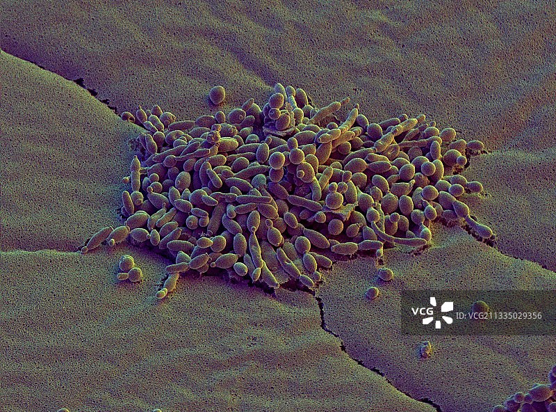 酿酒酵母图片素材