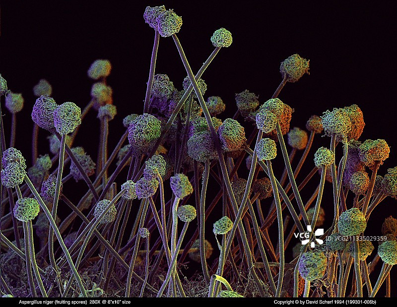黑曲霉图片素材