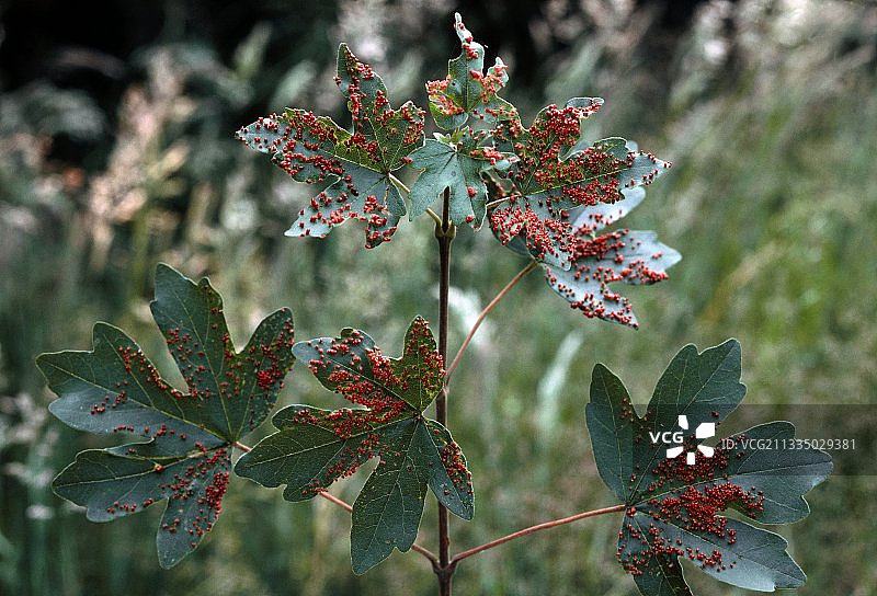 梧桐螨虫瘿图片素材
