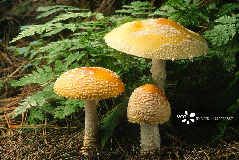 毒蝇伞，伞菌图片素材