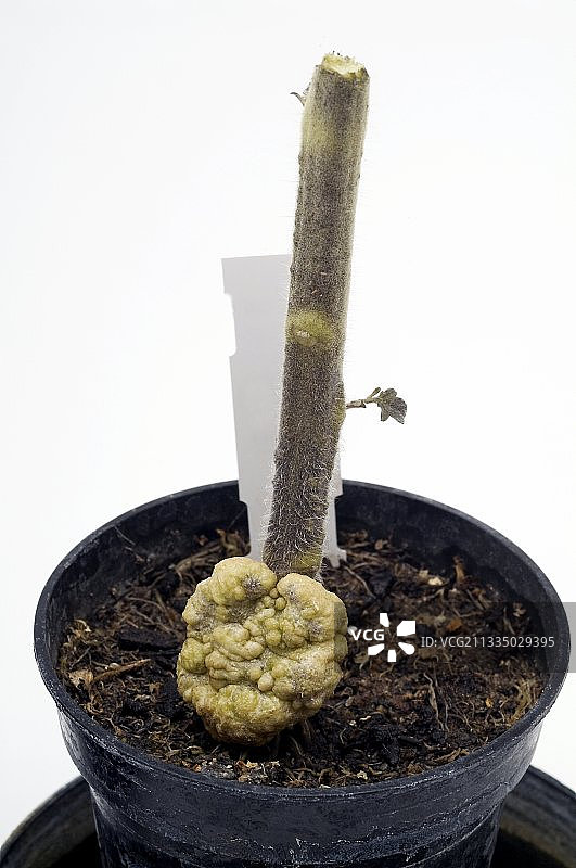 患有冠瘿病的番茄植株图片素材